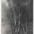Consuelo Kanaga (American, 1894-1978). <em>Birches</em>, mid 1960s. Gelatin silver print, Image: 5 x 3 7/8 in. (12.7 x 9.8 cm). Brooklyn Museum, Gift of Wallace B. Putnam from the Estate of Consuelo Kanaga, 82.65.99 (Photo: Brooklyn Museum, 82.65.99_PS2.jpg)