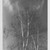 Consuelo Kanaga (American, 1894-1978). <em>Birches</em>, mid 1960s. Gelatin silver photograph, Image: 5 x 3 7/8 in. (12.7 x 9.8 cm). Brooklyn Museum, Gift of Wallace B. Putnam from the Estate of Consuelo Kanaga, 82.65.99 (Photo: Brooklyn Museum, 82.65.99_bw_IMLS.jpg)
