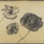 Peter Blume (American, 1906-1992). <em>Untitled (Three Desert Poppies)</em>, 1950. Graphite on paper, 9 3/4 x 13 7/8 in. (24.8 x 35.2 cm). Brooklyn Museum, Bequest of Nancy S. Holsten in memory of Edward L. Holsten, 87.204.12. © artist or artist's estate (Photo: Brooklyn Museum, 87.204.12_PS4.jpg)
