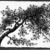 Peter Blume (American, 1906-1992). <em>Untitled (Branch of Tree)</em>, 1957. India ink on Japanese paper, 8 1/4 x 11 in. (21 x 27.9 cm). Brooklyn Museum, Bequest of Nancy S. Holsten in memory of Edward L. Holsten, 87.204.13. © artist or artist's estate (Photo: Brooklyn Museum, 87.204.13_bw.jpg)
