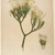 Indian. <em>Botanical Study of a Lily</em>, ca. 1800. Watercolor on laid English paper, sheet: 21 3/8 x 15 3/16 in.  (54.3 x 38.6 cm). Brooklyn Museum, Purchased with funds given by Willard G. Clark, 88.96 (Photo: Brooklyn Museum, 88.96_IMLS_SL2.jpg)