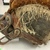  <em>Mask</em>. Wood, barkcloth, fiber, pigment, paste, tapestry turban snail (Turbo petholatus) opercula, 15 15/16 × 9 × 14 in. (40.5 × 22.9 × 35.6 cm). Brooklyn Museum, Brooklyn Museum Collection, 01.300. Creative Commons-BY (Photo: , CUR.01.300_side01.jpg)