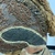  <em>Mask (Tatanua)</em>, 19th century. Wood, rattan, barkcloth, fiber, tapestry turban snail (Turbo petholatus) opercula, seeds, pigment, 21 × 10 × 14 in. (53.3 × 25.4 × 35.6 cm). Brooklyn Museum, Brooklyn Museum Collection, 01.74. Creative Commons-BY (Photo: , CUR.01.74_detail02.jpg)