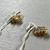 Greek. <em>Pair of Earrings, Ring Type</em>, 3rd-2nd century B.C.E. Gold, 3/4 in. (1.9 cm). Brooklyn Museum, Ella C. Woodward Memorial Fund, 05.458.1-.2. Creative Commons-BY (Photo: Brooklyn Museum, CUR.05.458.1-.2_detail.jpg)