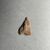  <em>Axe Head</em>, ca. 4400–2170 B.C.E. Gray chert, 2 5/16 x 7/8 x 2 15/16 in. (5.9 x 2.3 x 7.5 cm). Brooklyn Museum, Charles Edwin Wilbour Fund, 07.447.998. Creative Commons-BY (Photo: Brooklyn Museum, CUR.07.447.998_overall01.jpg)
