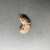  <em>Crescent Shape Implement</em>, ca. 3100–2675 B.C.E. or ca. 2675–2170 B.C.E. Chert, Length: 1 3/4 in. (4.5 cm). Brooklyn Museum, Charles Edwin Wilbour Fund, 09.889.156. Creative Commons-BY (Photo: Brooklyn Museum, CUR.09.889.156_back02.jpg)