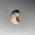  <em>Crescent Shape Implement</em>, ca. 3100–2675 B.C.E. or ca. 2675–2170 B.C.E. Chert, Length: 1 3/4 in. (4.5 cm). Brooklyn Museum, Charles Edwin Wilbour Fund, 09.889.156. Creative Commons-BY (Photo: Brooklyn Museum, CUR.09.889.156_overall01.jpg)