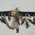 Lakota, Sioux. <em>Feathered Bonnet Trailer</em>, late 19th-early 20th century. Wool cloth, eagle feathers, rawhide, dyed horsehair, tin cones, porcupine quill, 72 13/16 x 20 1/2 in.  (185 x 52 cm). Brooklyn Museum, Robert B. Woodward Memorial Fund, 26.803.1. Creative Commons-BY (Photo: Brooklyn Museum, CUR.26.803_view1.jpg)
