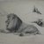 Philip H. Wolfrom (American, 1870-1904). <em>Studies of a Lion</em>, n.d. Graphite and charcoal on paper, Sheet: 12 7/16 x 18 3/4 in. (31.6 x 47.6 cm). Brooklyn Museum, Gift of Anna Wolfrom Dove, 27.816 (Photo: Brooklyn Museum, CUR.27.816.jpg)