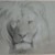 Philip H. Wolfrom (American, 1870-1904). <em>Head of Lion</em>, n.d. Graphite and white chalk on paper, Sheet: 9 3/4 x 12 13/16 in. (24.8 x 32.5 cm). Brooklyn Museum, Gift of Anna Wolfrom Dove, 27.824 (Photo: Brooklyn Museum, CUR.27.824.jpg)