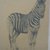 Philip H. Wolfrom (American, 1870-1904). <em>Zebra</em>, n.d. Graphite on paper, Sheet: 9 1/2 x 7 3/4 in. (24.1 x 19.7 cm). Brooklyn Museum, Gift of Anna Wolfrom Dove, 27.852 (Photo: Brooklyn Museum, CUR.27.852.jpg)