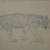 Philip H. Wolfrom (American, 1870-1904). <em>Striding Tiger</em>, n.d. Graphite on paper, Sheet: 5 5/8 x 9 in. (14.3 x 22.9 cm). Brooklyn Museum, Gift of Anna Wolfrom Dove, 27.855 (Photo: Brooklyn Museum, CUR.27.855.jpg)
