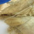 Fijian. <em>Tapa (Masi)</em>, late 19th-early 20th century. Barkcloth, 198 7/16 x 22 13/16 in. (504 x 58 cm). Brooklyn Museum, Gift of Nina L. Franklin, 32.901. Creative Commons-BY (Photo: , CUR.32.901_label1.jpg)