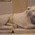  <em>Recumbent Lion</em>, 305-30 B.C.E. Limestone, 13 3/4 x 11 x 27 3/8 in., 144 lb. (35 x 28 x 69.5 cm, 65.32kg). Brooklyn Museum, Charles Edwin Wilbour Fund, 33.382a-b. Creative Commons-BY (Photo: Brooklyn Museum, CUR.33.382_wwgA-1.jpg)