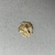 Greek. <em>Golden Disc</em>, ca. 1600 B.C.E. Gold, 35.781-35.806a-c: Greatest diam: 1 1/4 in. (3.1 cm). Brooklyn Museum, Charles Edwin Wilbour Fund, 35.793. Creative Commons-BY (Photo: Brooklyn Museum, CUR.35.793_back.JPG)