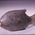  <em>Core-Formed Fish Flask</em>, ca. 1390-1292 B.C.E. Glass, Length 4 3/16 in. (10.7 cm). Brooklyn Museum, Charles Edwin Wilbour Fund, 37.316E. Creative Commons-BY (Photo: Brooklyn Museum, CUR.37.316E_view3.jpg)