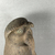  <em>Large Hawk</em>, 305-30 B.C.E. Bronze, 8 7/16 x 7 11/16 in. (21.5 x 19.5 cm). Brooklyn Museum, Charles Edwin Wilbour Fund, 37.367E. Creative Commons-BY (Photo: Brooklyn Museum, CUR.37.367E_view06.jpg)