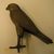  <em>Large Hawk</em>, 305-30 B.C.E. Bronze, 8 7/16 x 7 11/16 in. (21.5 x 19.5 cm). Brooklyn Museum, Charles Edwin Wilbour Fund, 37.367E. Creative Commons-BY (Photo: Brooklyn Museum, CUR.37.367E_view1.jpg)