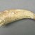 Marquesan. <em>Whale Teeth</em>, before 1938. Bone, Between 4-12 cm. Brooklyn Museum, A. Augustus Healy Fund, 42.211.50. Creative Commons-BY (Photo: Brooklyn Museum, CUR.42.211.50_component11.jpg)