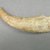 Marquesan. <em>Whale Teeth</em>, before 1938. Bone, Between 4-12 cm. Brooklyn Museum, A. Augustus Healy Fund, 42.211.50. Creative Commons-BY (Photo: Brooklyn Museum, CUR.42.211.50_component13.jpg)