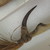Tuamotuan. <em>Fishhook</em>. Shell, fiber, 2 9/16 × 5 7/8 in. (6.5 × 15 cm). Brooklyn Museum, Gift of Mrs. James C. Pryor, 48.31.27. Creative Commons-BY (Photo: , CUR.48.31.27_detail01.jpg)