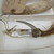 Tuamotuan. <em>Fishhook</em>. Shell, fiber, 2 9/16 × 5 7/8 in. (6.5 × 15 cm). Brooklyn Museum, Gift of Mrs. James C. Pryor, 48.31.27. Creative Commons-BY (Photo: , CUR.48.31.27_view01.jpg)