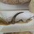 Tuamotuan. <em>Fishhook</em>. Shell, fiber, 2 9/16 × 5 7/8 in. (6.5 × 15 cm). Brooklyn Museum, Gift of Mrs. James C. Pryor, 48.31.27. Creative Commons-BY (Photo: , CUR.48.31.27_view03.jpg)