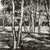Luigi Lucioni (American, born Italy, 1900-1988). <em>Trees</em>, 1940. Etching on Japan paper, Plate: 7 1/2 x 11 7/8 in. (19.1 x 30.2 cm). Brooklyn Museum, Gift of Mrs. Harold J. Baily, 67.27.11 (Photo: Brooklyn Museum, CUR.67.27.11.jpg)