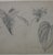 William Trost Richards (American, 1833-1905). <em>Plant Study</em>, August 1860. Graphite on beige, moderately thick, slightly textured wove paper, Sheet: 5 5/8 x 8 1/16 in. (14.3 x 20.5 cm). Brooklyn Museum, Gift of Edith Ballinger Price, 72.32.12 (Photo: Brooklyn Museum, CUR.72.32.12.jpg)