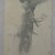 William Trost Richards (American, 1833-1905). <em>Tree Study</em>, July 1857. Graphite on paper, Sheet: 5 3/4 x 2 7/8 in. (14.6 x 7.3 cm). Brooklyn Museum, Gift of Edith Ballinger Price, 72.32.7 (Photo: Brooklyn Museum, CUR.72.32.7.jpg)