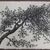 Peter Blume (American, 1906-1992). <em>Untitled (Branch of Tree)</em>, 1957. India ink on Japanese paper, 8 1/4 x 11 in. (21 x 27.9 cm). Brooklyn Museum, Bequest of Nancy S. Holsten in memory of Edward L. Holsten, 87.204.13. © artist or artist's estate (Photo: Brooklyn Museum, CUR.87.204.13.jpg)