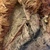  <em>Mask (Tatanua)</em>, 19th century. Wood, rattan, bark cloth, fiber, sea sponge, tapestry turban snail (Turbo petholatus) opercula, pigment, 17 × 12 × 13 in. (43.2 × 30.5 × 33 cm). Brooklyn Museum, Brooklyn Museum Collection, X1033. Creative Commons-BY (Photo: , CUR.X1033_detail05.jpg)