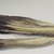 Apache. <em>Ornamental Feathers</em>. Feathers Brooklyn Museum, Brooklyn Museum Collection, X1126.45. Creative Commons-BY (Photo: Brooklyn Museum, CUR.X1126.45_view4.jpg)