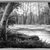 American. <em>Forest Landscape</em>, ca. late 19th or early 20th century. Oil on canvas, canvas:  7 x 14 in.  (17.8 x 35.6 cm);. Brooklyn Museum, Brooklyn Museum Collection, X530 (Photo: Brooklyn Museum, x530_bw.jpg)