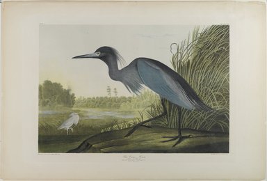 John James  Audubon (American, born Haiti, 1785-1851). <em>Blue Crane or Heron</em>, 1861. Chromolithograph, sheet:  27 x 39 3/4 in.  (68.6 x 101.0 cm);. Brooklyn Museum, Gift of Seymour R. Husted Jr., 06.339.101 (Photo: Brooklyn Museum, 06.339.101_PS1.jpg)
