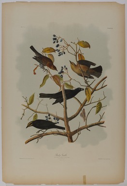 John James  Audubon (American, born Haiti, 1785–1851). <em>Rusty Grackle</em>, 1861. Chromolithograph Brooklyn Museum, Gift of Seymour R. Husted Jr., 06.339.14 (Photo: Brooklyn Museum, 06.339.14_PS20.jpg)