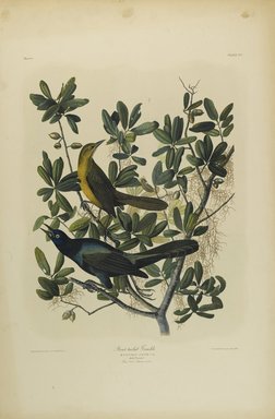 John James  Audubon (American, born Haiti, 1785-1851). <em>Boat-tailed Grackle</em>, 1861. Chromolithograph Brooklyn Museum, Gift of Seymour R. Husted Jr., 06.339.17 (Photo: Brooklyn Museum, 06.339.17_PS1.jpg)