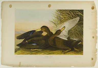 John James  Audubon (American, born Haiti, 1785-1851). <em>Dusky Duck</em>, 1861. Chromolithograph Brooklyn Museum, Gift of Seymour R. Husted Jr., 06.339.1 (Photo: Brooklyn Museum, 06.339.1_PS1.jpg)