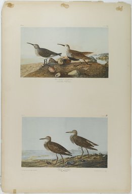John James  Audubon (American, born Haiti, 1785–1851). <em>Red-backed Sandpiper and Pectoral Sandpiper</em>, 1861. Chromolithograph, Sheet: 40 x 27 1/8 in. (101.6 x 68.9 cm). Brooklyn Museum, Gift of Seymour R. Husted Jr., 06.339.25a-b (Photo: Brooklyn Museum, 06.339.25a-b_PS1.jpg)
