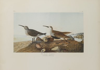 John James  Audubon (American, born Haiti, 1785–1851). <em>Red-backed Sandpiper and Pectoral Sandpiper</em>, 1861. Chromolithograph, Sheet: 40 x 27 1/8 in. (101.6 x 68.9 cm). Brooklyn Museum, Gift of Seymour R. Husted Jr., 06.339.25a-b (Photo: Brooklyn Museum, 06.339.25a_PS1.jpg)