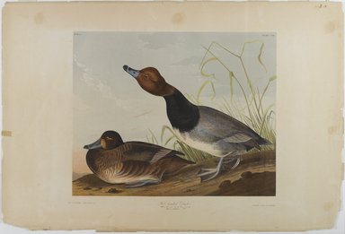 John James  Audubon (American, born Haiti, 1785-1851). <em>Red-headed Duck</em>, 1861. Chromolithograph, sheet:  26 3/4 x 40 in.  (67.9 x 101.6 cm);. Brooklyn Museum, Gift of Seymour R. Husted Jr., 06.339.29 (Photo: Brooklyn Museum, 06.339.29_PS1.jpg)