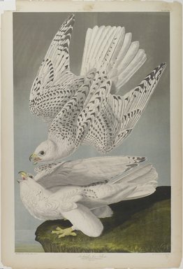 John James  Audubon (American, born Haiti, 1785-1851). <em>Iceland or Jer Falcon</em>, 1861. Chromolithograph Brooklyn Museum, Gift of Seymour R. Husted Jr., 06.339.97 (Photo: Brooklyn Museum, 06.339.97_PS1.jpg)