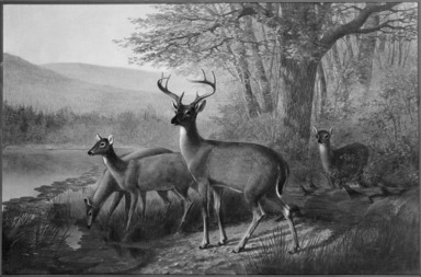 William Jacob Hays (American, 1830-1875). <em>Landscape and Deer</em>, ca. 1871. Oil on canvas, 16 15/16 x 26 in. (43.1 x 66 cm). Brooklyn Museum, Bequest of Caroline H. Polhemus, 06.78 (Photo: Brooklyn Museum, 06.78_bw.jpg)