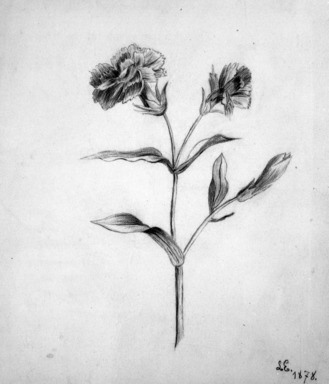 Louis Michel Eilshemius (American, 1864-1942). <em>Pinks</em>, 1878. Conte crayon or charcoal on paper, Sheet: 7 5/16 x 6 9/16 in. (18.6 x 16.7 cm). Brooklyn Museum, Purchased with funds given by Mr. and Mrs. Leonard L. Milberg, 1990.101.3 (Photo: Brooklyn Museum, 1990.101.3_bw.jpg)