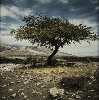 Lourdes Grobet (Mexican, born 1940). <em>Untitled (Tree with Yellow Painted Ground)</em>, ca. 1986. Silver dye bleach photograph (Cibachrome), image: 7 1/2 x 7 1/2 in. (19.1 x 19.1 cm). Brooklyn Museum, Gift of Marcuse Pfeifer, 1990.119.13. © artist or artist's estate (Photo: Brooklyn Museum, 1990.119.13_PS11.jpg)