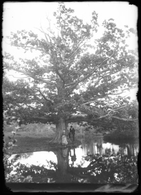 Daniel Berry Austin (American, born 1863, active 1899–1909). <em>Willet's Tree and Group, Woodbury, Long Island</em>, October 28, 1906. Gelatin silver glass dry plate negative Brooklyn Museum, Brooklyn Museum/Brooklyn Public Library, Brooklyn Collection, 1996.164.1-604 (Photo: , 1996.164.1-604_glass_bw_SL4.jpg)