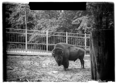 Daniel Berry Austin (American, born 1863, active 1899–1909). <em>Buffalo (Mike), Prospect Park, Brooklyn</em>, 1900. Gelatin silver glass dry plate negative Brooklyn Museum, Brooklyn Museum/Brooklyn Public Library, Brooklyn Collection, 1996.164.1-985 (Photo: , 1996.164.1-985_glass_bw_SL4.jpg)