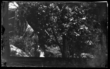 George Bradford Brainerd (American, 1845-1887). <em>Bee Tree, Seldens Neck, Connecticut</em>, ca. 1885. Dry negative plate Brooklyn Museum, Brooklyn Museum/Brooklyn Public Library, Brooklyn Collection, 1996.164.2-1869 (Photo: , 1996.164.2-1869_glass_bw_SL1.jpg)