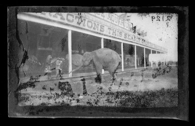 George Bradford Brainerd (American, 1845-1887). <em>Elephant, Coney Island, Brooklyn</em>, ca. 1885. Dry negative plate Brooklyn Museum, Brooklyn Museum/Brooklyn Public Library, Brooklyn Collection, 1996.164.2-2129 (Photo: Brooklyn Museum, 1996.164.2-2129_glass_IMLS_SL2.jpg)