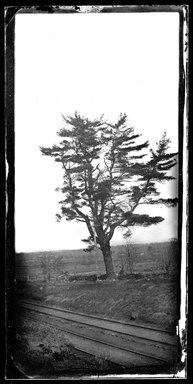 George Bradford Brainerd (American, 1845-1887). <em>Big Pine Tree</em>, ca. 1872-1887. Collodion silver glass wet plate negative Brooklyn Museum, Brooklyn Museum/Brooklyn Public Library, Brooklyn Collection, 1996.164.2-914 (Photo: Brooklyn Museum, 1996.164.2-914_SL1.jpg)